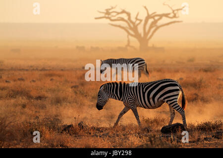 Plains zebras (Equus burchelli) walking on dusty plains, Amboseli National Park, Kenya Stock Photo