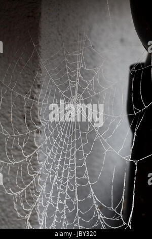 COBWEBS that frozen during the night 2017 Stock Photo