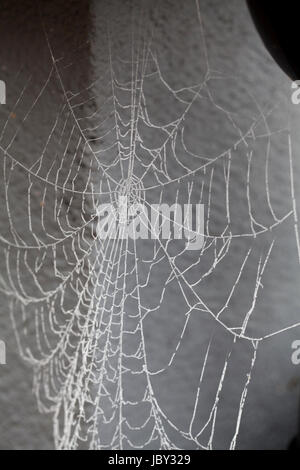 COBWEBS that frozen during the night 2017 Stock Photo