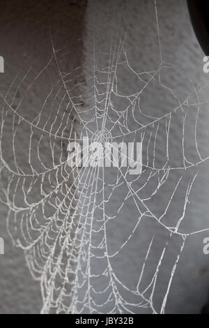 COBWEBS that frozen during the night 2017 Stock Photo