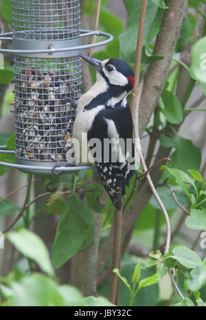 GREAT SPOTTED WOODPECKER at the seed dispenser at summer in lillac bush in garden 2017 Stock Photo