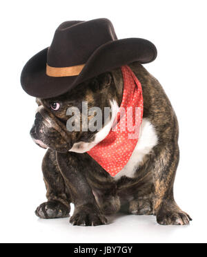 country dog - english bulldog wearing red bandanna and cowboy hat on white background Stock Photo