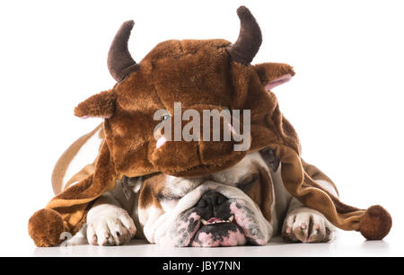 english bulldog wearing bull hat isolated on white background Stock Photo