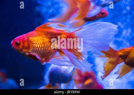 Tropical and aquarium goldfish in blue water. Beautiful background of the underwater world Stock Photo