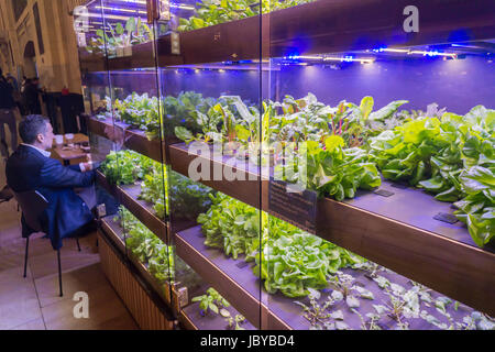 Red and blue led lights provide light for photosynthesis to grow an assortment of greens in a farm for the Great Northern Food Hall in Grand Central Terminal in New York on Thursday, June 8, 2017. (© Richard B. Levine) Stock Photo