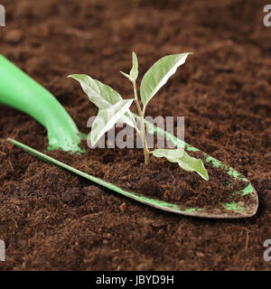 Eine kleine Pflanze wächst im Garten Thema neues Leben, Kraft und Stärke Stock Photo
