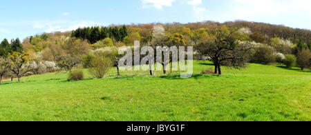 grüne Streuobstwiese im Frühling mit Misteln an den Bäumen Panorama Stock Photo