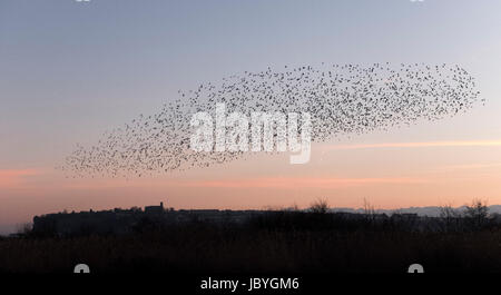 a murmuration of starlings at dusk over Cardiff Bay looking towards Penarth and St. Augustine's Church Stock Photo