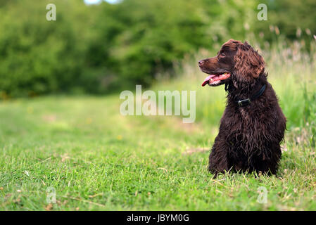 Working cocker spaniel in long grass Stock Photo