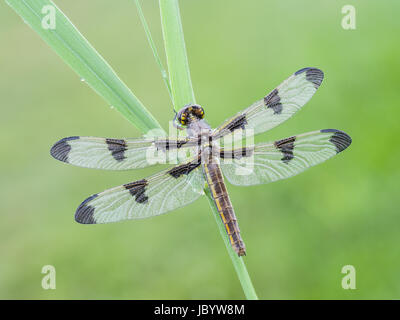 A dew covered teneral female Twelve-spotted Skimmer (Libellula pulchella) dragonfly waits for its wings to harden prior to its first flight. Stock Photo