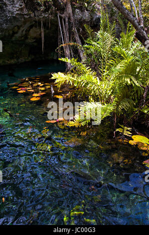 Cenote Gran, Quintana Roo, Mexico Stock Photo