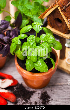Fresh Green Herbs Planting in Pot with Soil and Garden Tools. Stock Photo