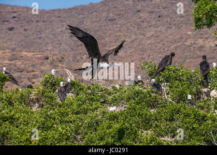 Frigate Bird, Isla Espiritu Santo, Sea Of Cortes, La Paz Baja California Sur. Mexico Stock Photo