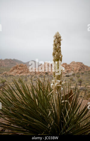 Mojave Yucca plants (Yucca schidigera, aka Spanish dagger), blooming in early spring - Mojave desert, California USA Stock Photo