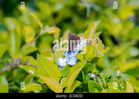 Clothes moth resting on a blue flower Stock Photo