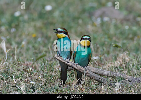 European bee-eaters sitting on a branch with vegetation in the background Stock Photo