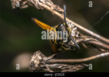 Wasp coming out from its cocoon Stock Photo