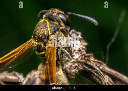 Wasp coming out from its cocoon Stock Photo