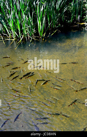 Common Rudd (Scardinius erythrophthalmus) in a pond, Kent, England Stock Photo