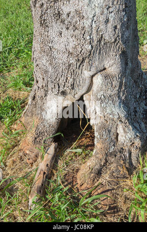 Old tree trunk with a hole in the base. Stock Photo