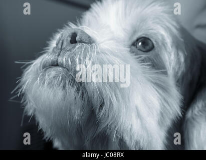 White lhasa apso dog looking up as if asking for something. Stock Photo