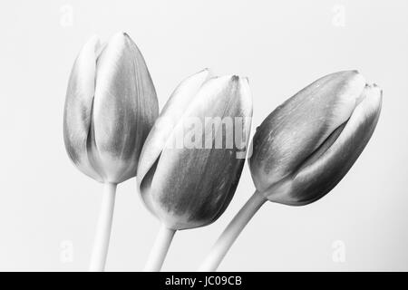 Three tulips in monochrome black & white with dew drops on a plain background, United Kingdom Stock Photo