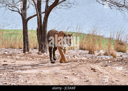 A Female Bengal Tiger walking across a dry piece of land then onto a road with a lake in the back ground Stock Photo