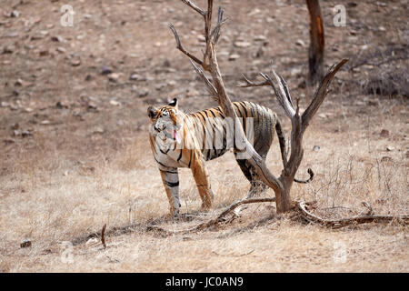 A female Bengal Tiger doing the Flehmen response after sniffing a tree. Stock Photo