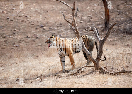 A female Bengal Tiger doing the Flehmen response after sniffing a tree. Stock Photo