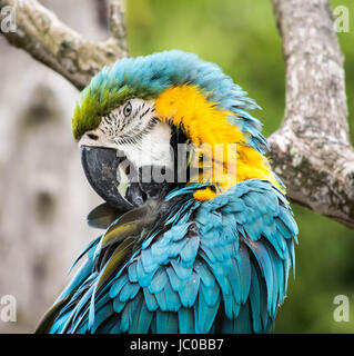 Blue and Yellow Macaw at Cotswold Wildlife Park in Burford, Oxfordshire, UK Stock Photo