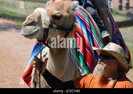 Camel rides at the Minnesota Zoo Stock Photo