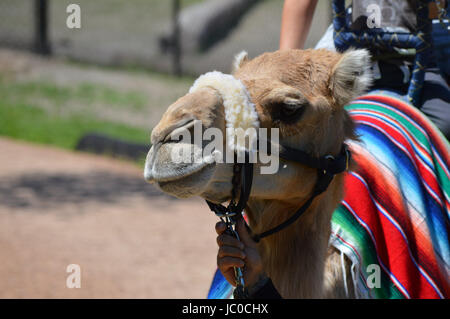 Camel rides at the Minnesota Zoo Stock Photo