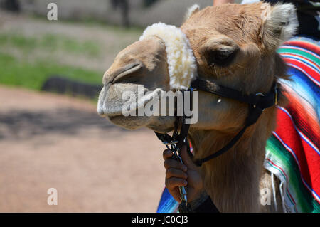 Camel rides at the Minnesota Zoo Stock Photo