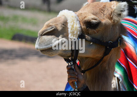 Camel rides at the Minnesota Zoo Stock Photo