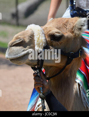 Camel rides at the Minnesota Zoo Stock Photo