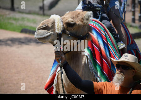 Camel rides at the Minnesota Zoo Stock Photo