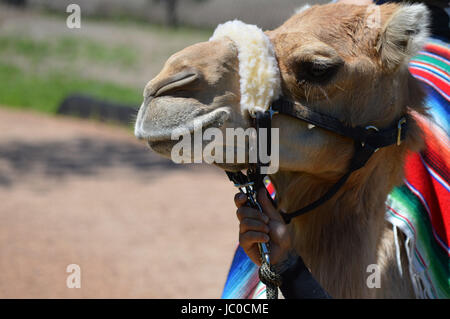 Camel rides at the Minnesota Zoo Stock Photo