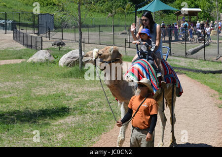 Camel rides at the Minnesota Zoo Stock Photo