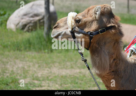 Camel rides at the Minnesota Zoo Stock Photo