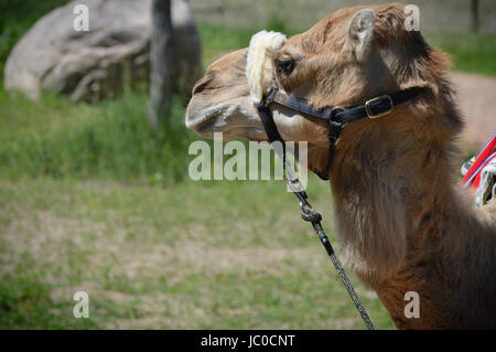 Camel rides at the Minnesota Zoo Stock Photo