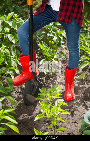 Closeup photo of young woman in red wellington boots working on garden bed with shovel Stock Photo