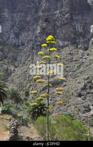 Agavenblüte, agave, blüte, blüten, pflanze, mediterran, natur, agaven, agavengewächse Stock Photo