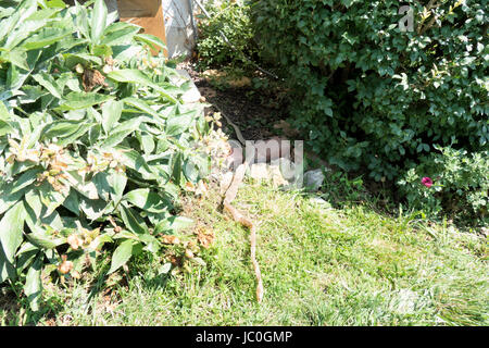 Four Foot Long Shed Snake Skin Stock Photo
