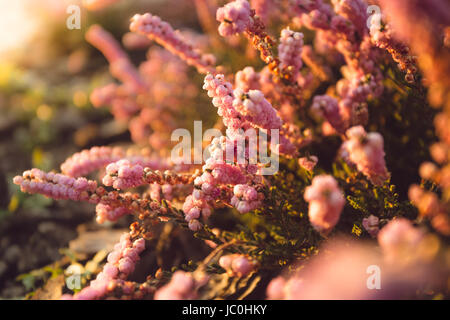 Closeup photo of beautiful flower bed with growing lavender Stock Photo