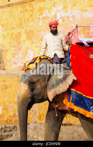 Mahout riding decorated elephant on the cobblestone path to Amber Fort near Jaipur, Rajasthan, India. Elephant rides are popular tourist attraction in Stock Photo