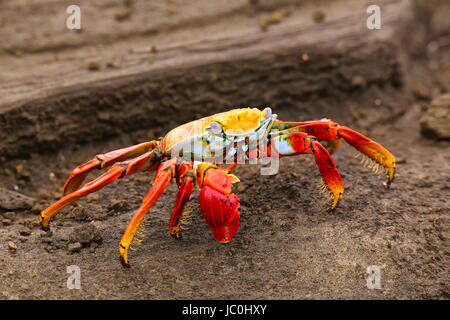 Sally lightfoot crab (Grapsus grapsus) on Santiago Island in Galapagos National Park, Ecuador Stock Photo