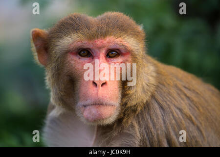 Portrait of Rhesus macaque (Macaca mulatta) in Galta Temple in Jaipur, India. The temple is famous for large troop of monkeys who live here. Stock Photo