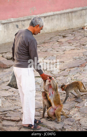 Local man feeding macaques near Galta Temple in Jaipur, India. The temple is famous for large troop of monkeys who live here. Stock Photo