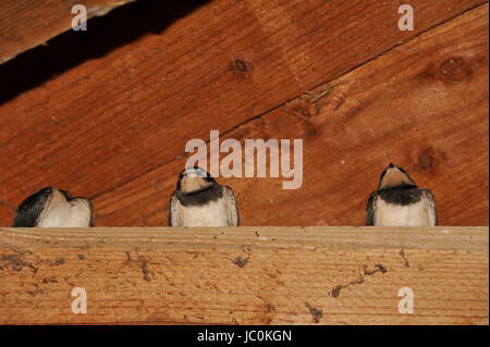 Barn Swallow (Hirundo rustica) at Steinhuder Meer,Germany. Stock Photo