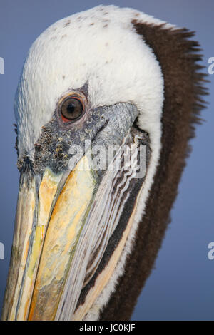 Portrait of Brown Pelican (Pelecanus occidentalis) in Paracas Bay, Peru. Paracas Bay is well known for its abundant wildlife. Stock Photo
